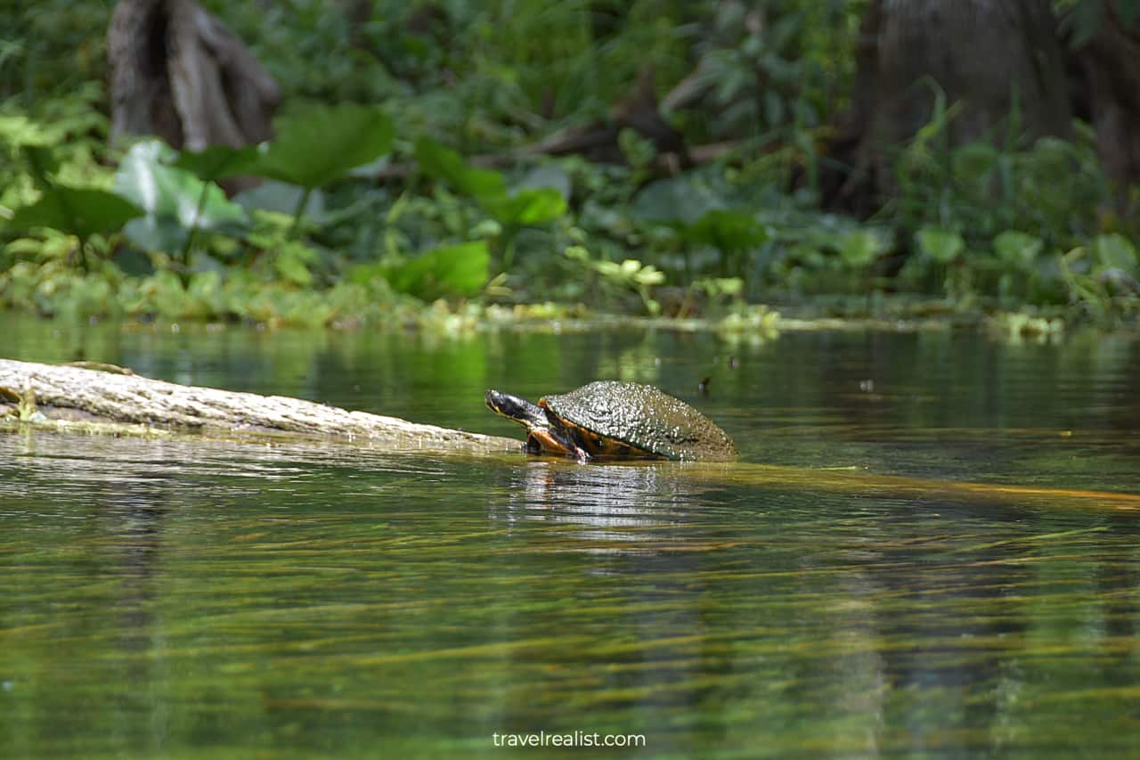 Turtle climbing out of water in Silver Springs State Park, Florida, US