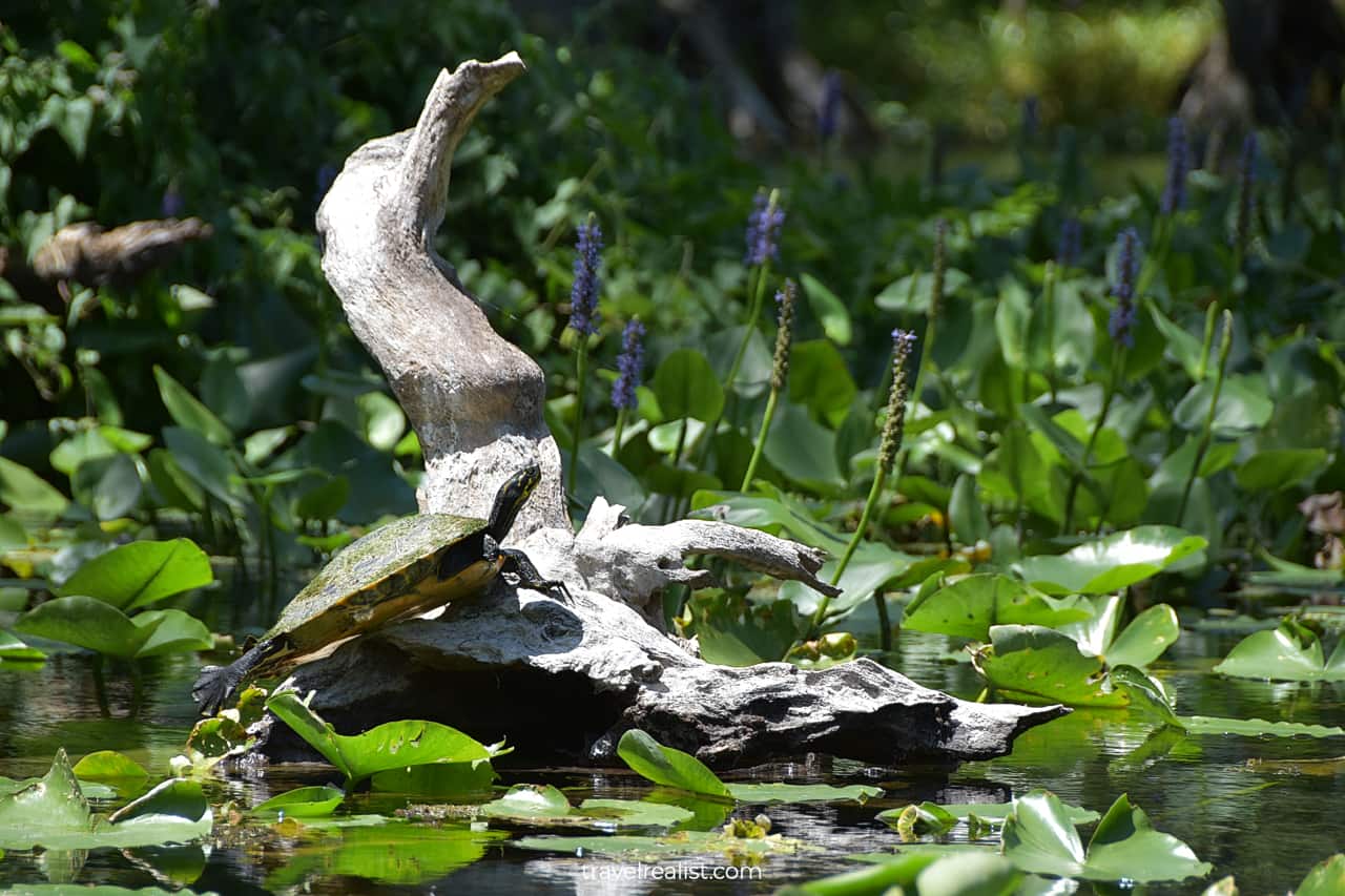 Turtle and water flowers in Silver Springs State Park, Florida, US