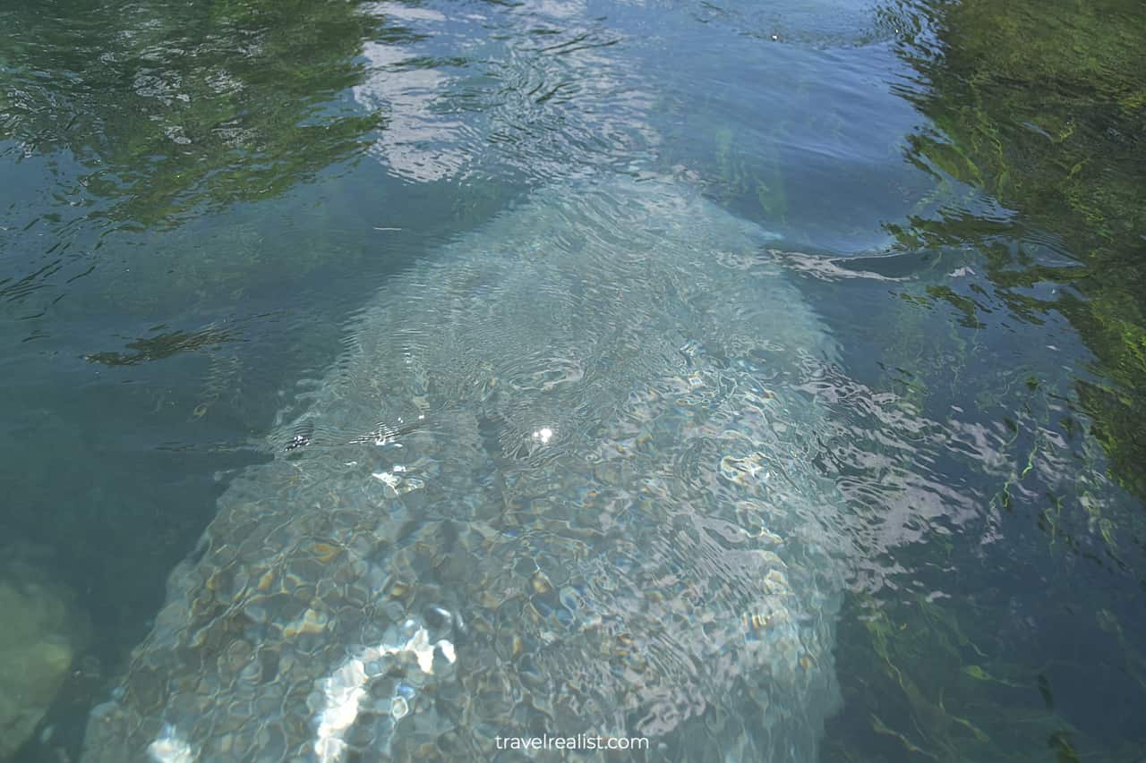 Manatee swimming below kayak in Silver Springs State Park, Florida, US