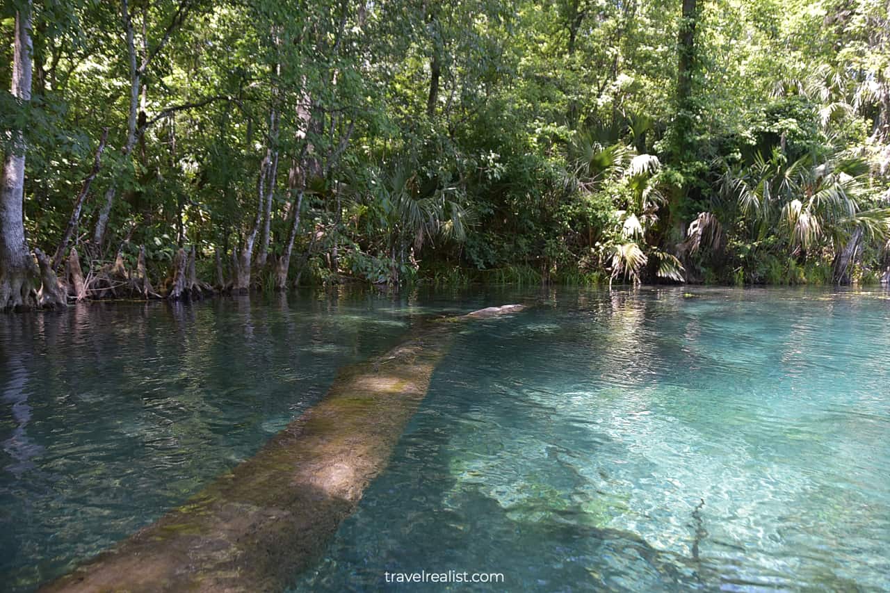 Underwater palm tree in Silver Springs State Park, Florida, US