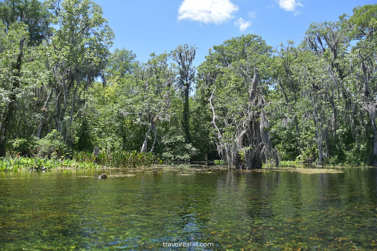 Open waters of Silver River in Silver Springs State Park, Florida, US