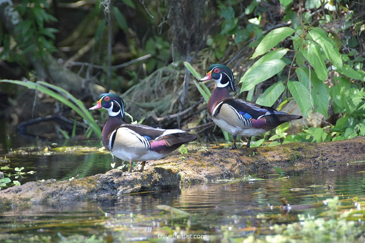 Wood ducks in Silver Springs State Park, Florida, US