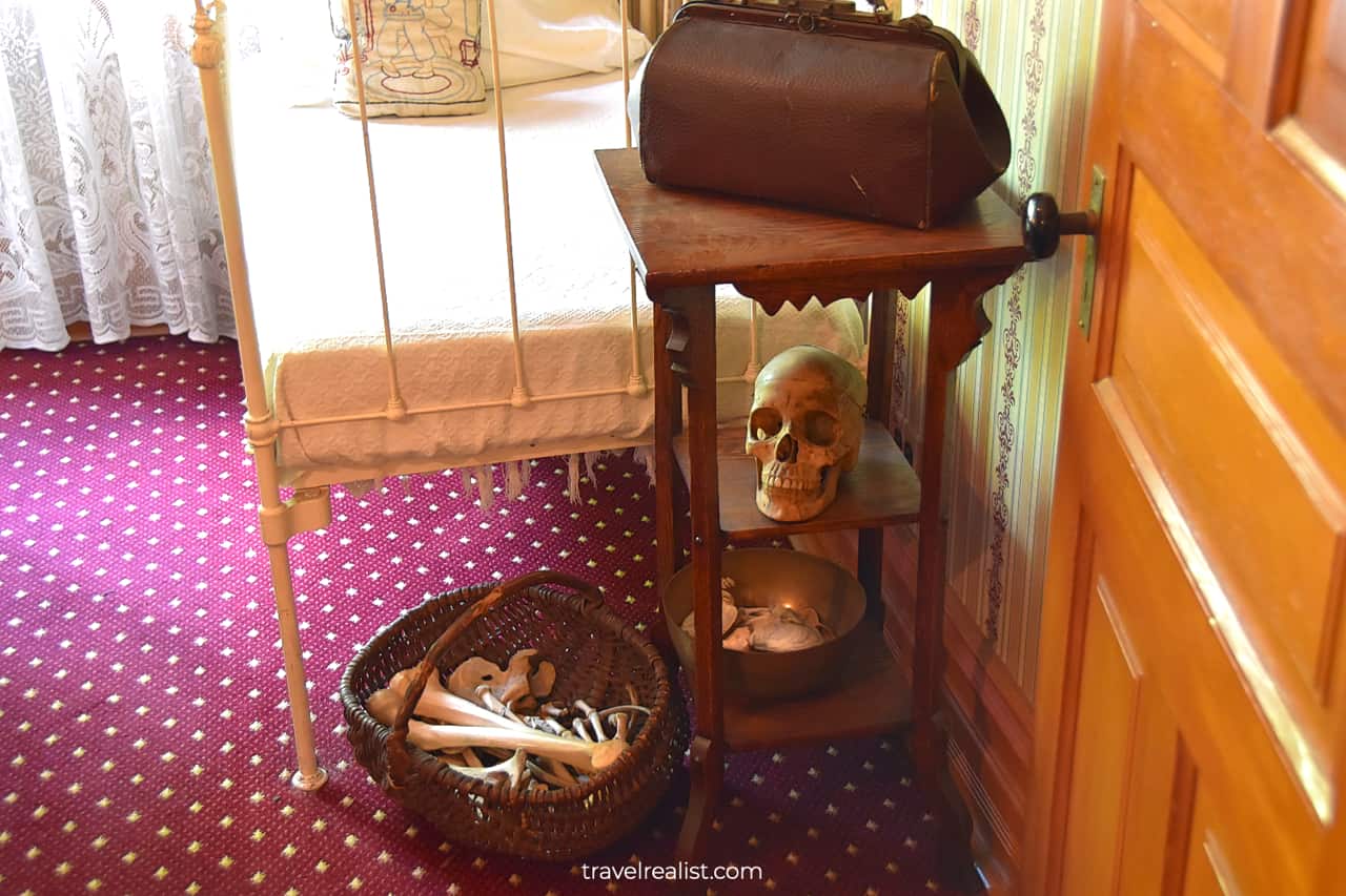 Skull in Ernest Hemingway Birthplace Museum, Oak Park, Illinois, US