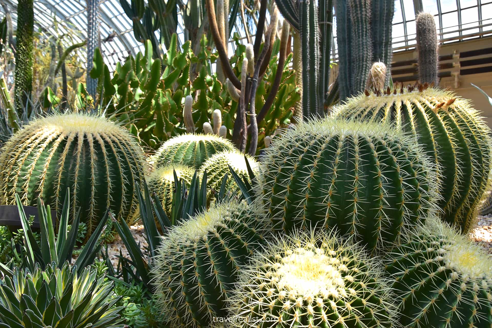 Cacti in Desert House in Garfield Park Conservatory, Chicago, Illinois, US