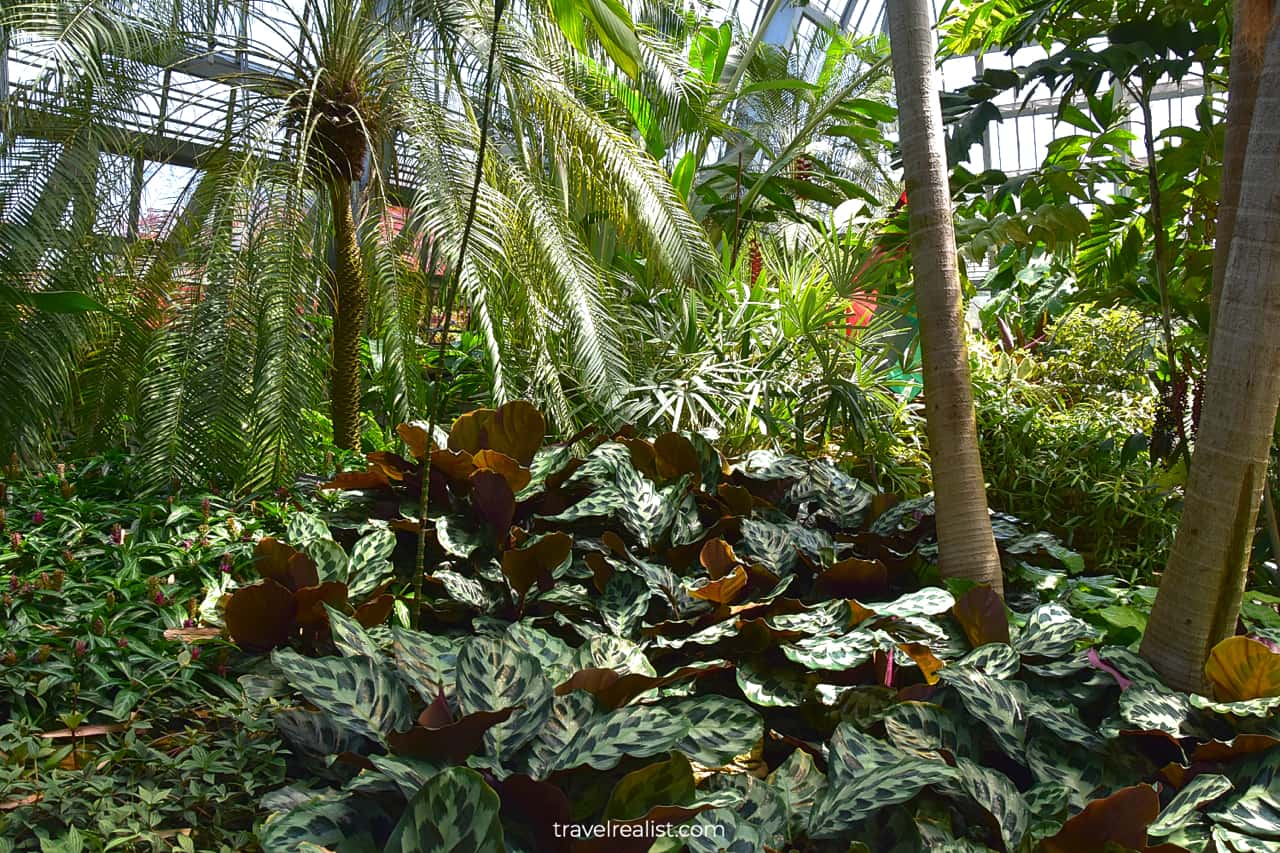 Calathea plants in Garfield Park Conservatory, Chicago, Illinois, US