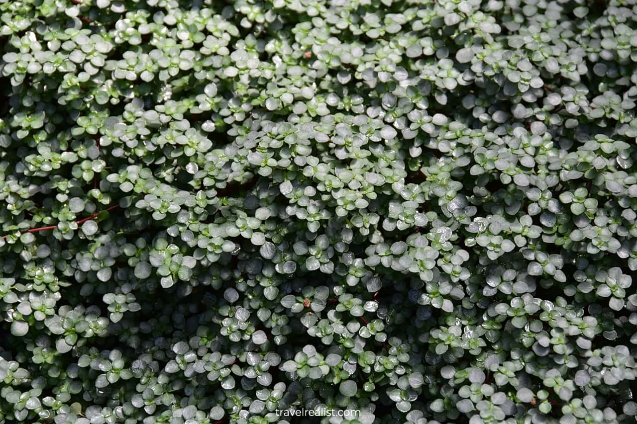 Pilea Baby Tears in Garfield Park Conservatory, Chicago, Illinois, US