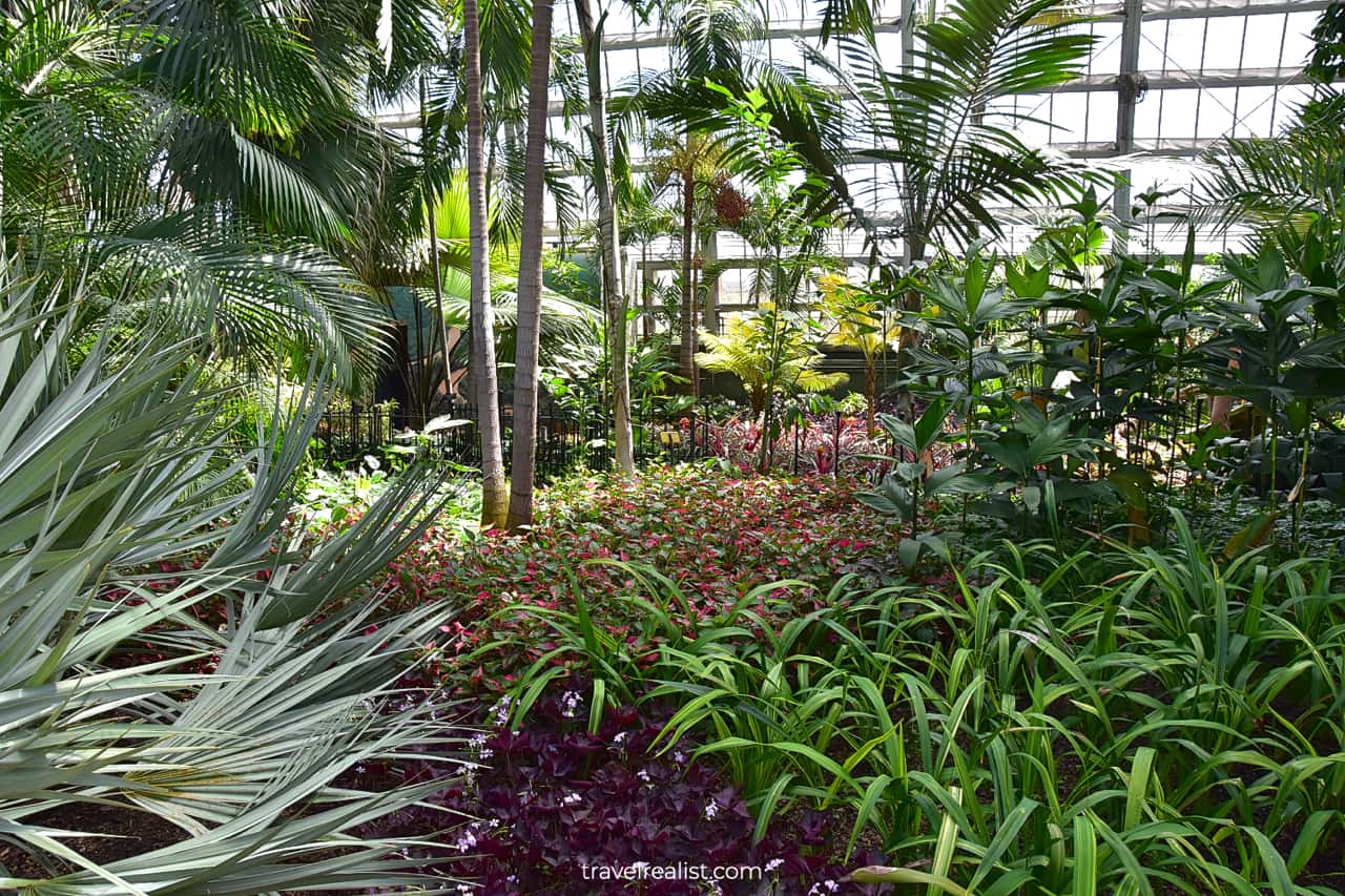 Palms and tropical plants in Garfield Park Conservatory, Chicago, Illinois, US
