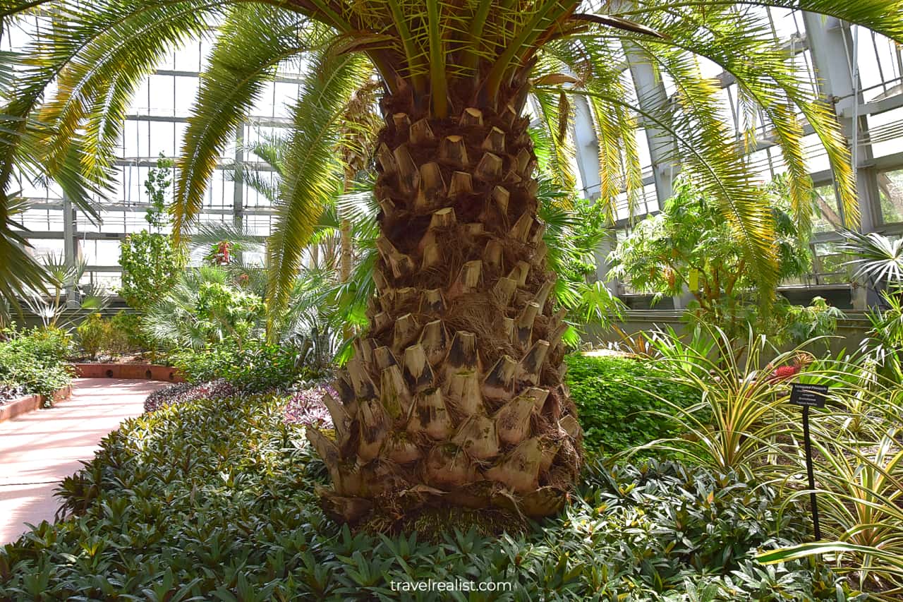 Palm in Garfield Park Conservatory, Chicago, Illinois, US