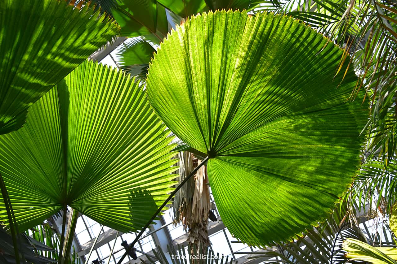 Fan Palm Tree in Garfield Park Conservatory, Chicago, Illinois, US