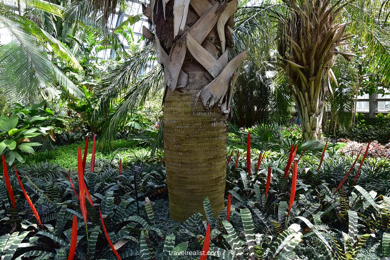 Flaming Sword Bromeliad plants in Garfield Park Conservatory, Chicago, Illinois, US
