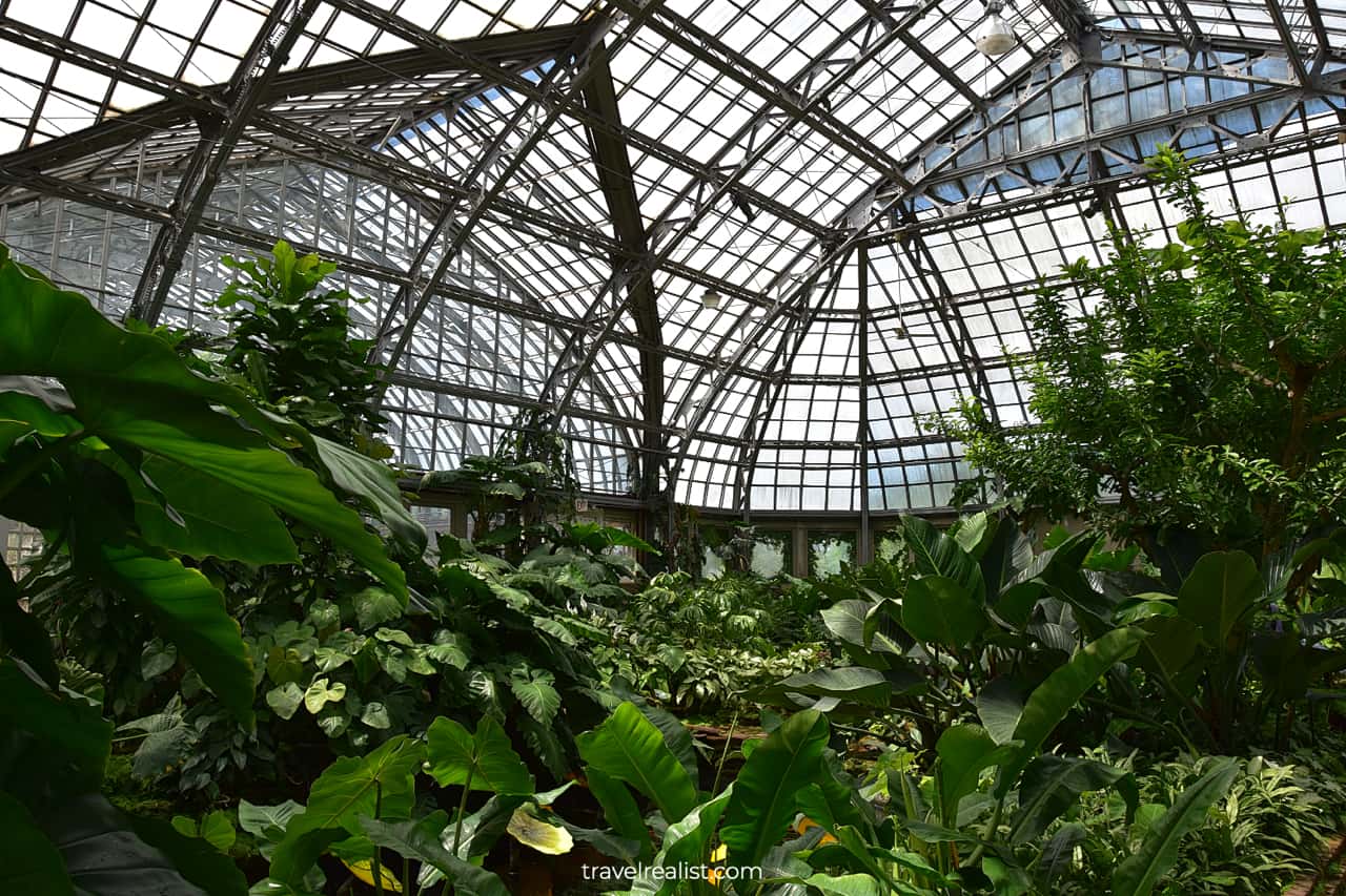 Massive Aroid House in Garfield Park Conservatory, Chicago, Illinois, US