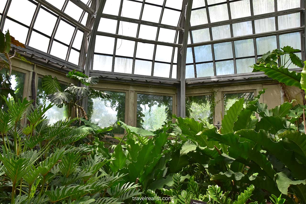 Aroid House in Garfield Park Conservatory, Chicago, Illinois, US