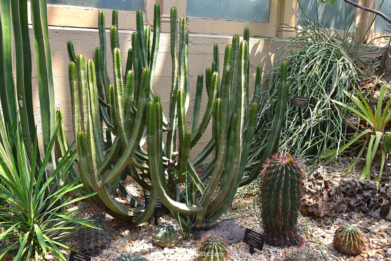 Plants in Desert House in Garfield Park Conservatory, Chicago, Illinois, US