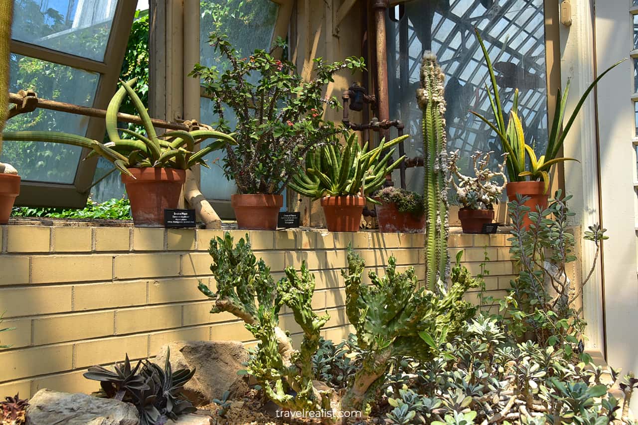 Cacti in pots in Desert House in Garfield Park Conservatory, Chicago, Illinois, US