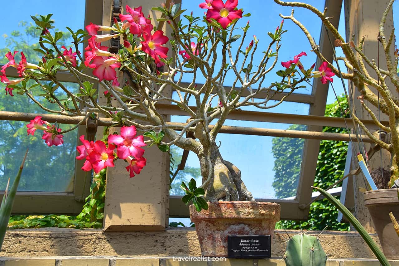Blooming desert rose in Desert House Cacti in Garfield Park Conservatory, Chicago, Illinois, US