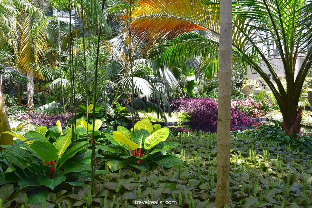 Tropical plants in Palm House of Garfield Park Conservatory, Chicago, Illinois, US