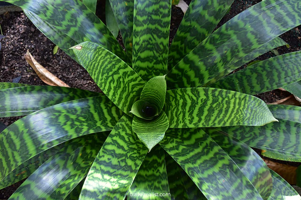 King of Bromeliads plant in Garfield Park Conservatory, Chicago, Illinois, US