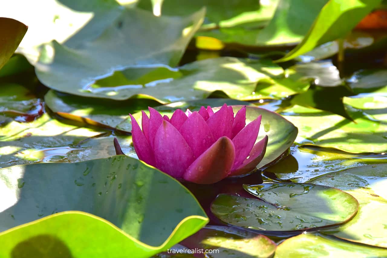 Water lily in Sensory Garden in Garfield Park Conservatory, Chicago, Illinois, US