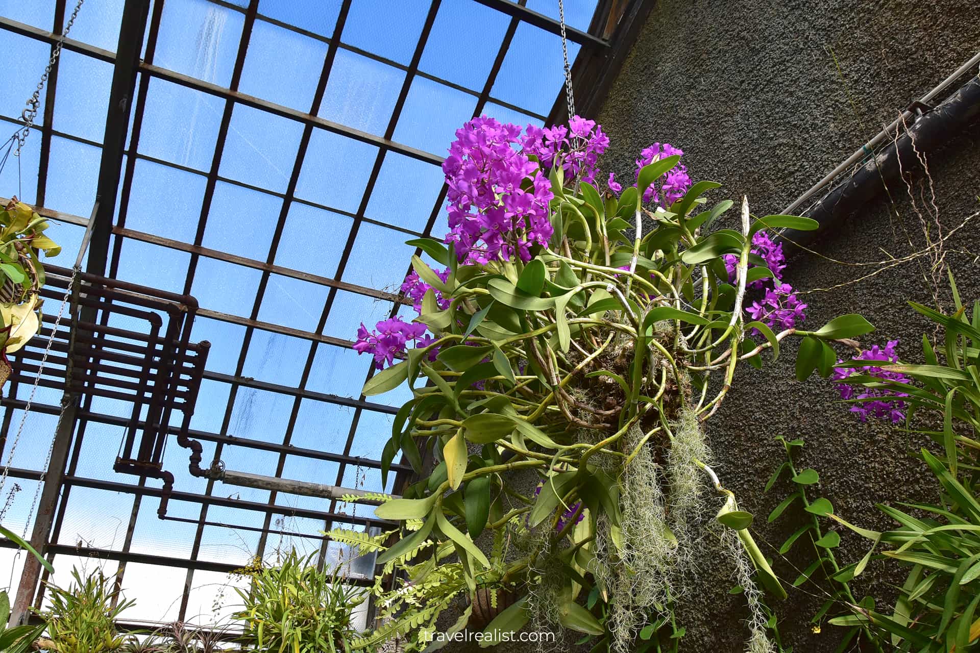 Orchid in Lincoln Park Conservatory, Chicago, Illinois, US