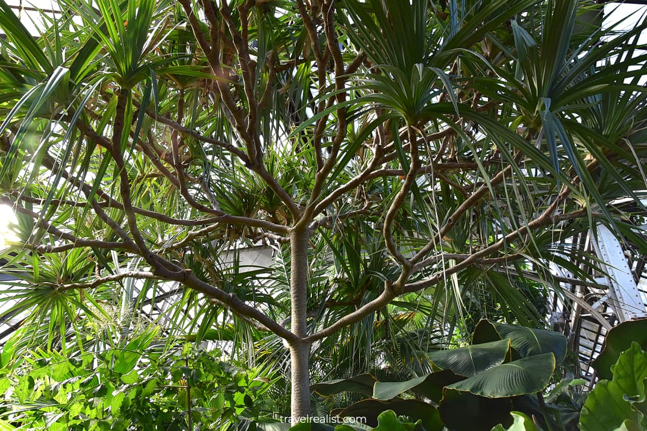 Tropical tree in Lincoln Park Conservatory, Chicago, Illinois, US