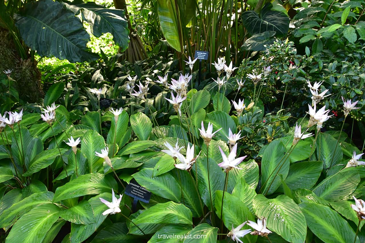 Loeseneri Calathea in Lincoln Park Conservatory, Chicago, Illinois, US