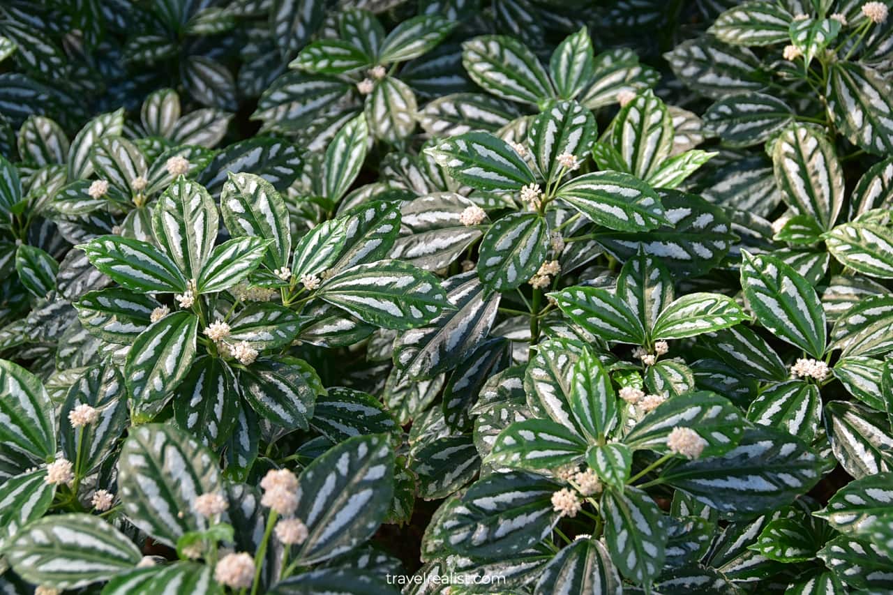 Pilea Cadierei plant in Lincoln Park Conservatory, Chicago, Illinois, US