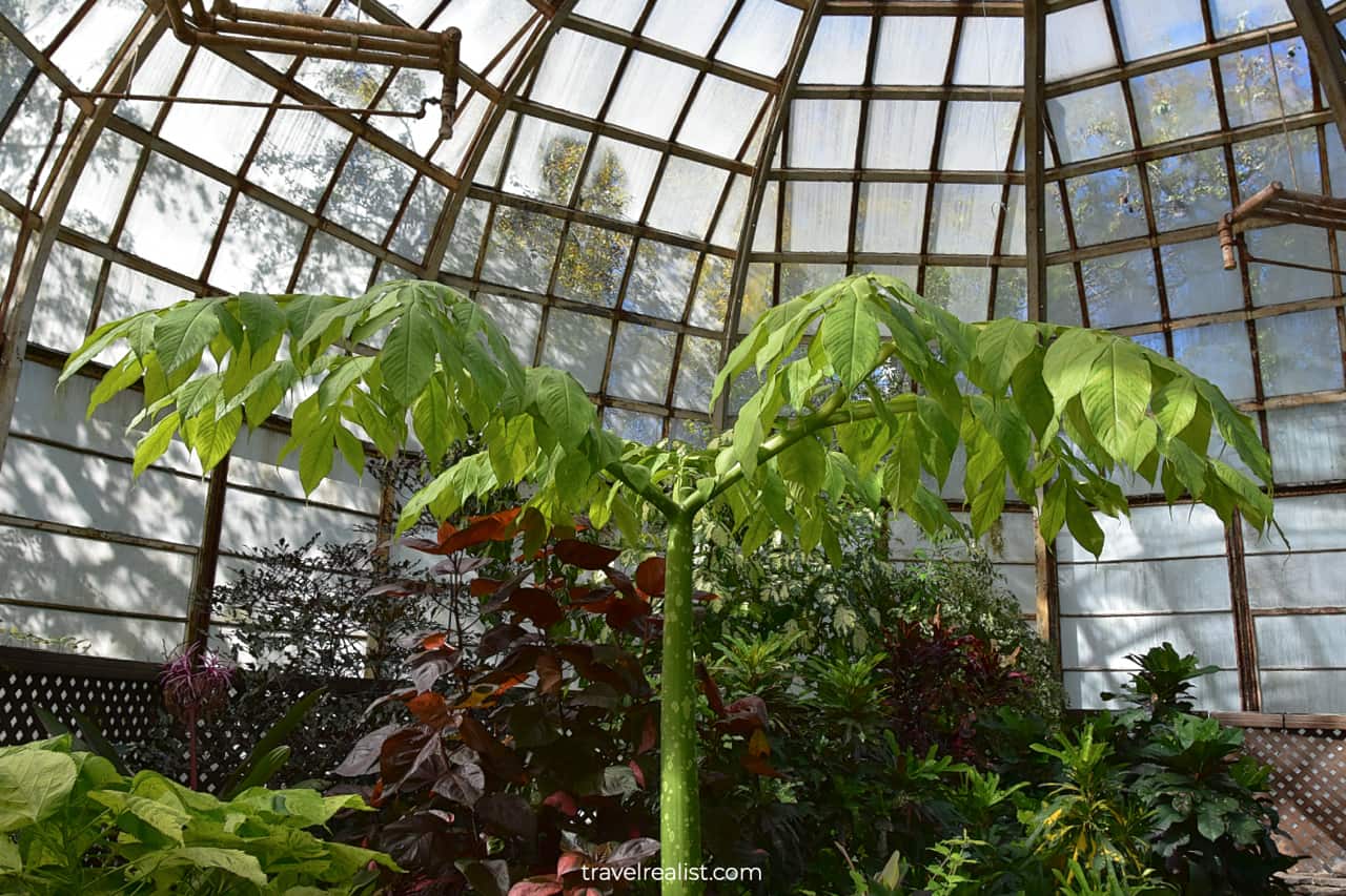 Plants in Lincoln Park Conservatory, Chicago, Illinois, US