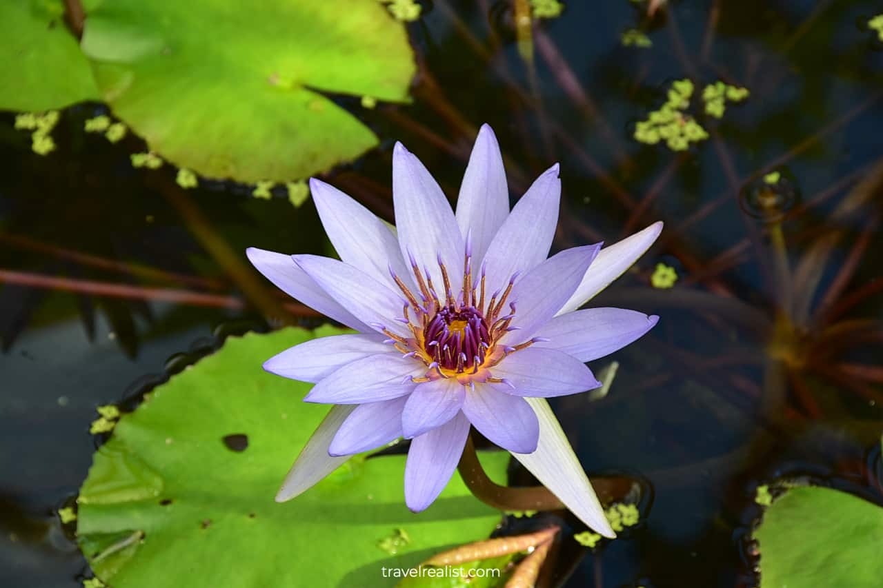 Water lily in Lincoln Park Conservatory, Chicago, Illinois, US