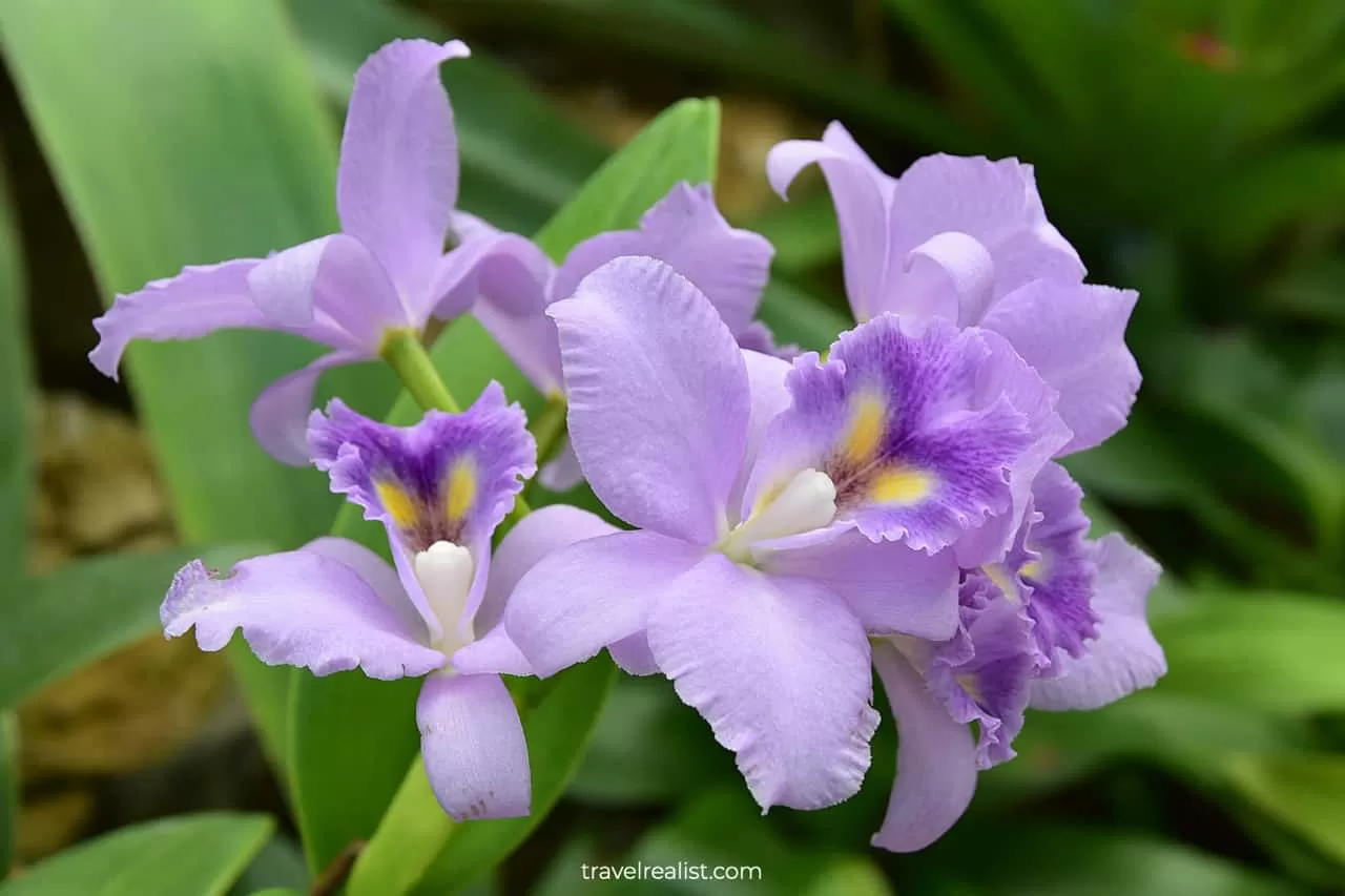 Orchid in Lincoln Park Conservatory, Chicago, Illinois, US