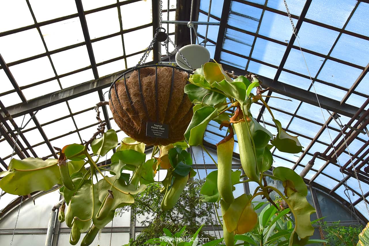 Pitcher Plant in Lincoln Park Conservatory, Chicago, Illinois, US