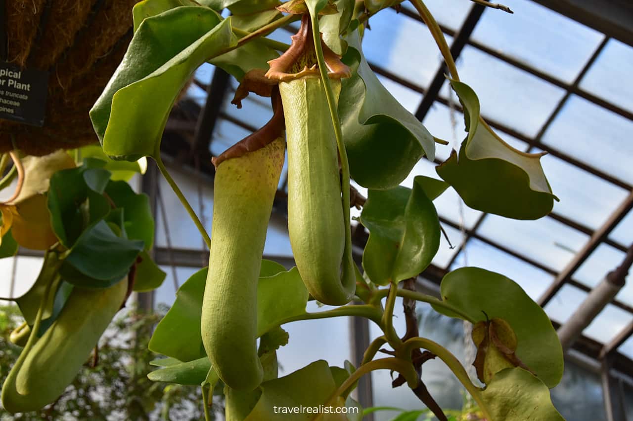 Close-up view of Pitcher Plant in Lincoln Park Conservatory, Chicago, Illinois, US