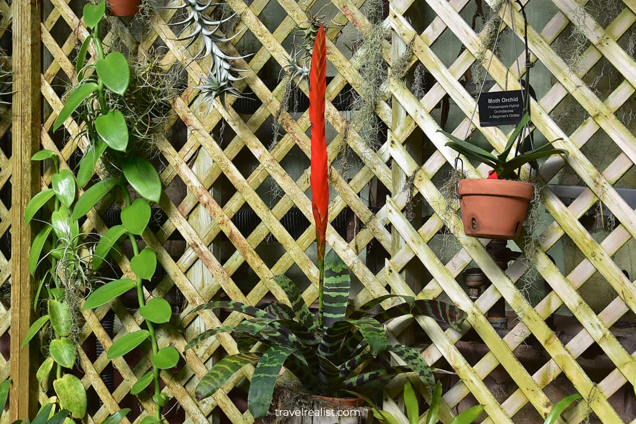 Flaming Sword Bromeliad plants in Lincoln Park Conservatory, Chicago, Illinois, US