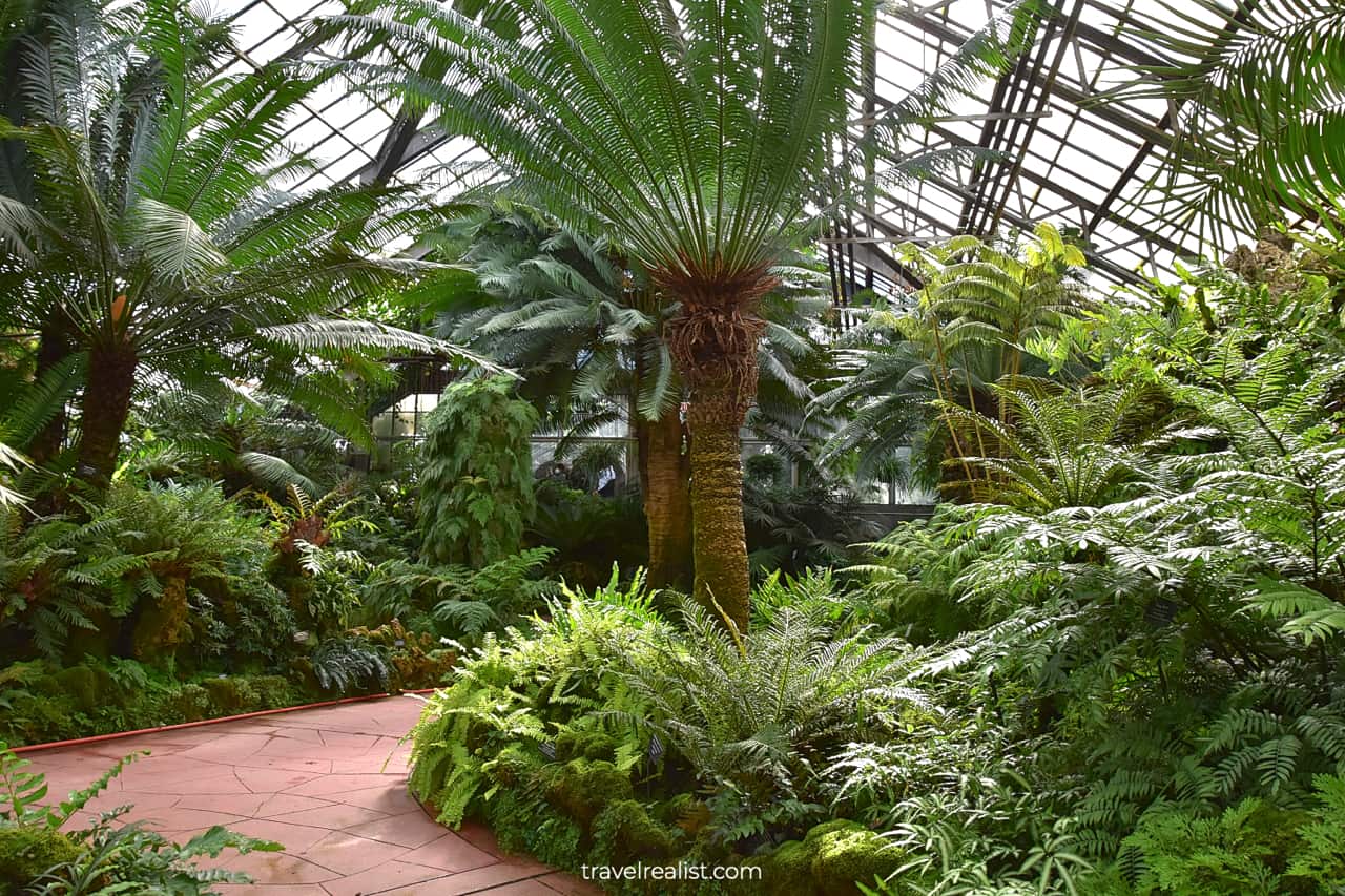 Ferns in Lincoln Park Conservatory, Chicago, Illinois, US