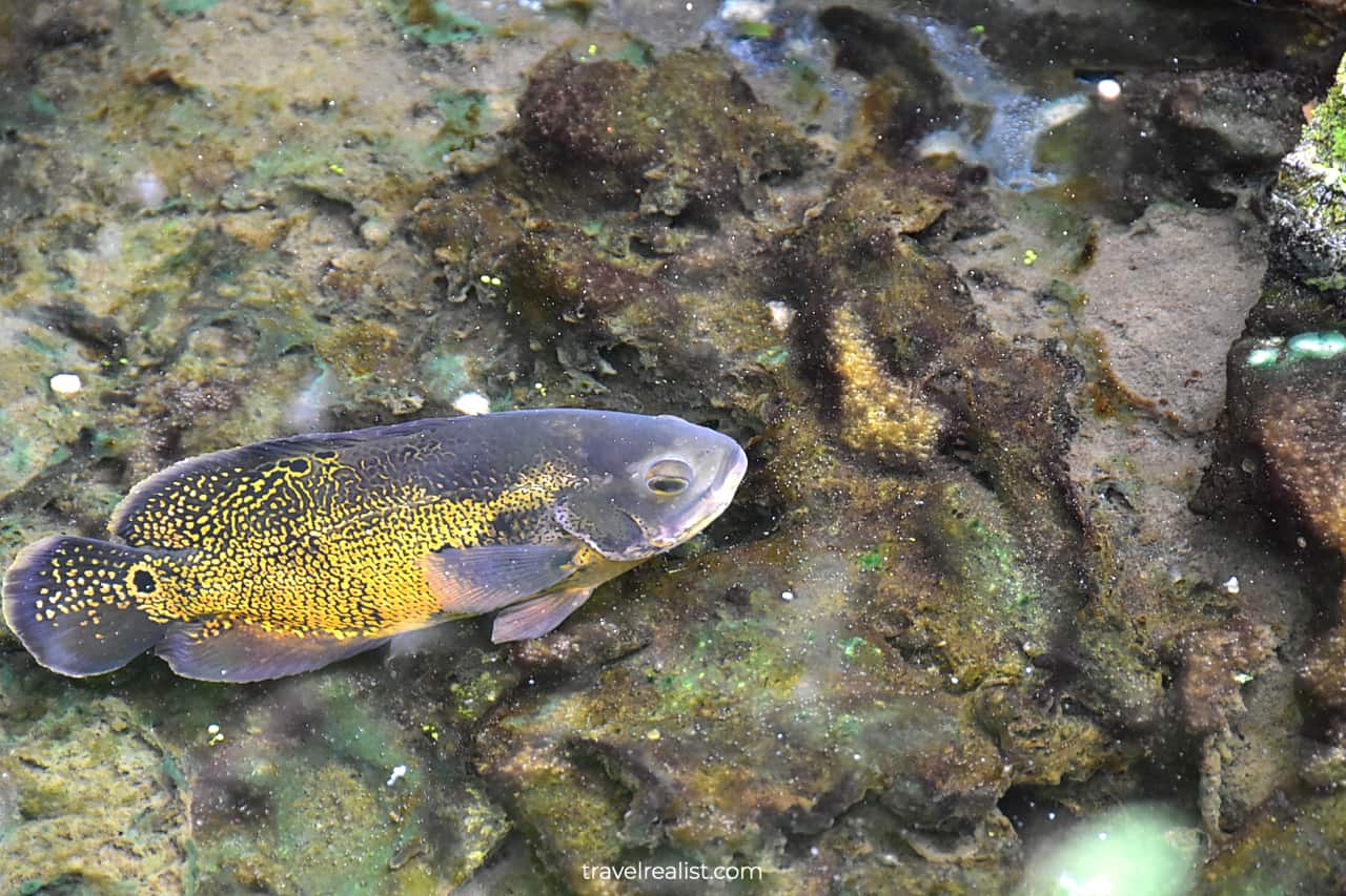 Fish in indoor pond in Lincoln Park Conservatory, Chicago, Illinois, US