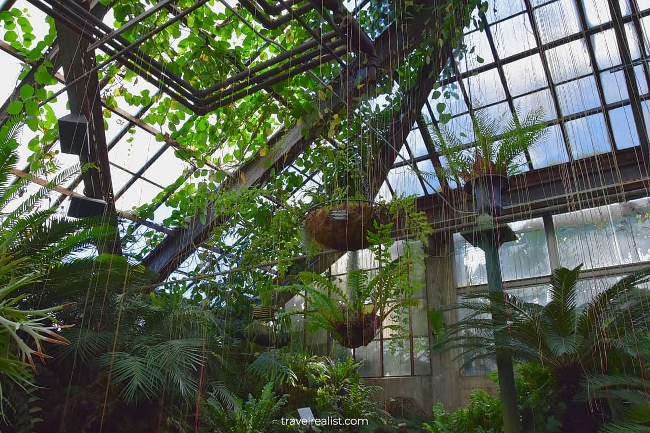 Fern Room in Lincoln Park Conservatory, Chicago, Illinois, US