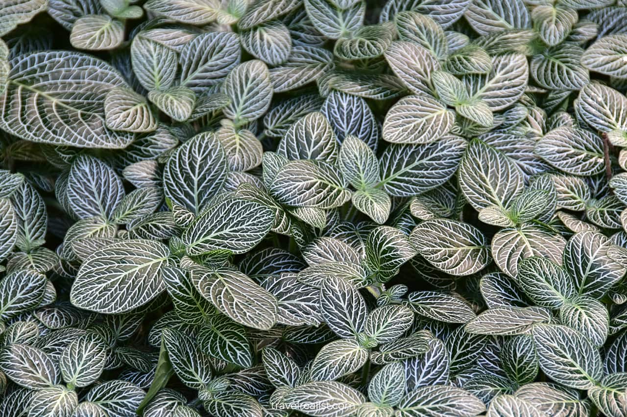 Nerve plant in Lincoln Park Conservatory, Chicago, Illinois, US