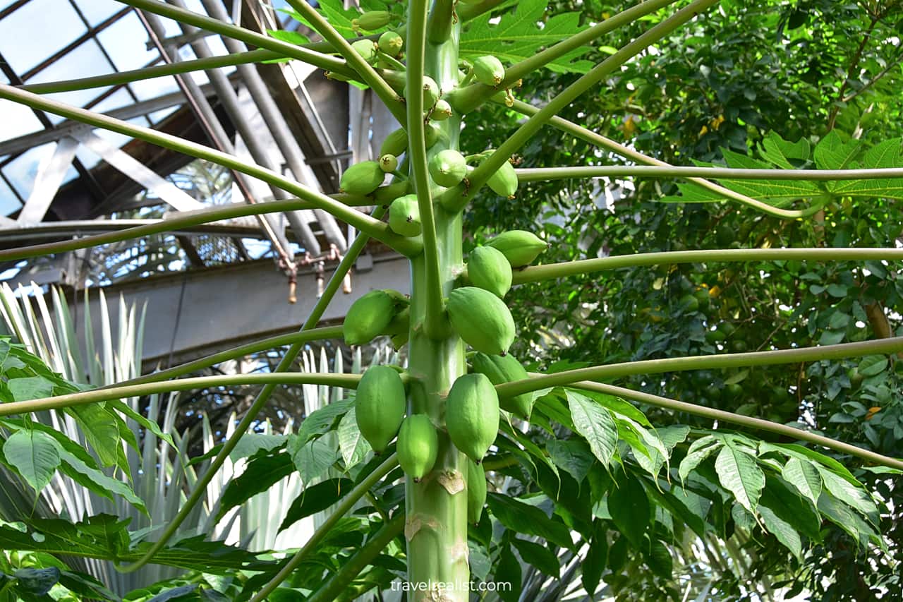 Papaya Fruit Tree in Lincoln Park Conservatory, Chicago, Illinois, US