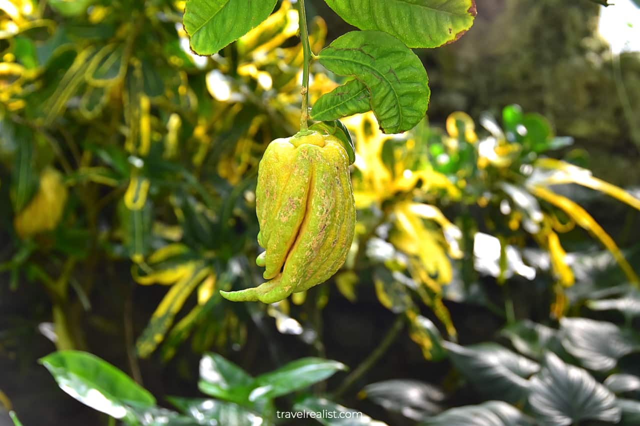 Buddha's Hand plant in Lincoln Park Conservatory, Chicago, Illinois, US