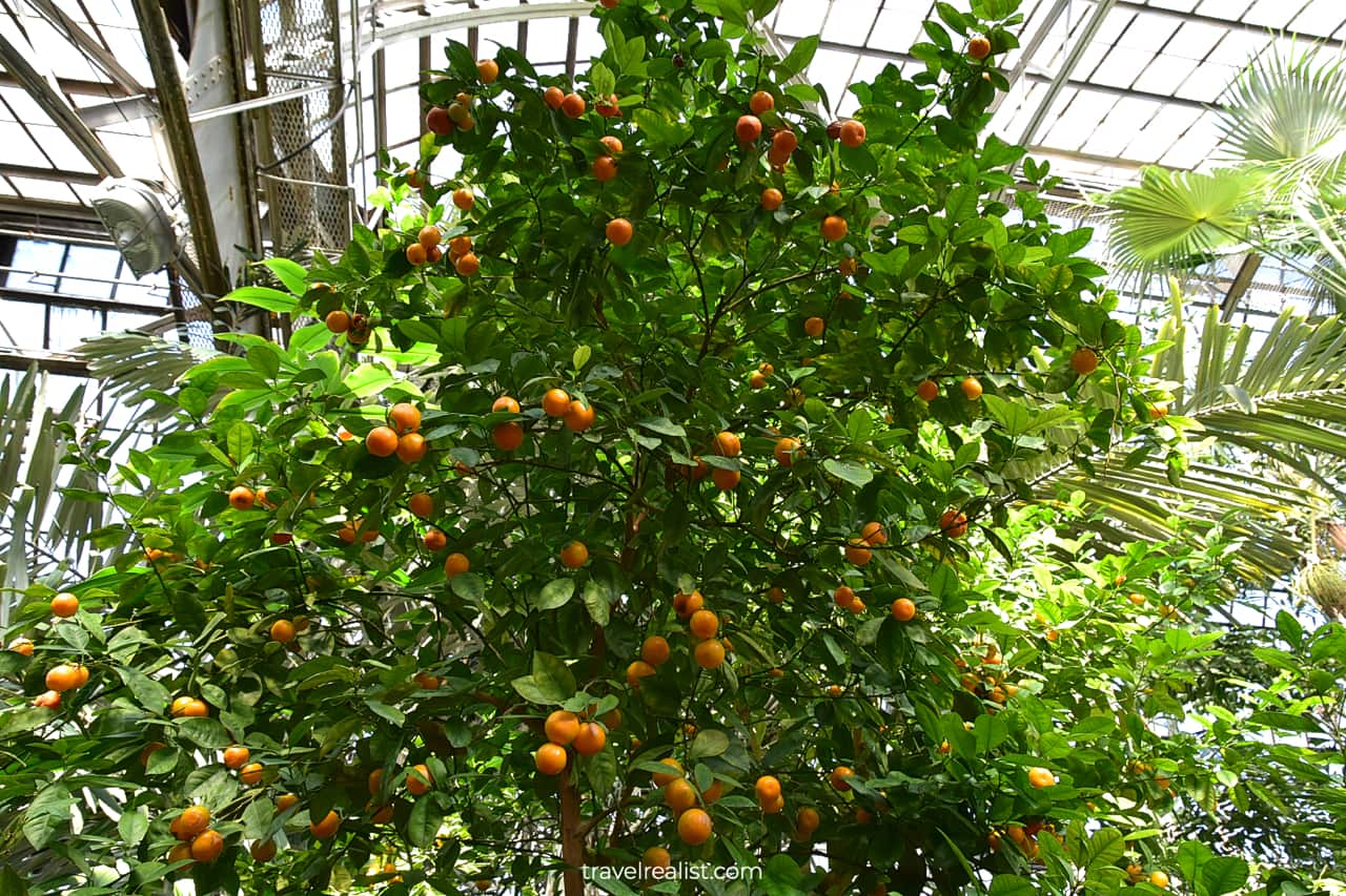 Clementine tree in Lincoln Park Conservatory, Chicago, Illinois, US