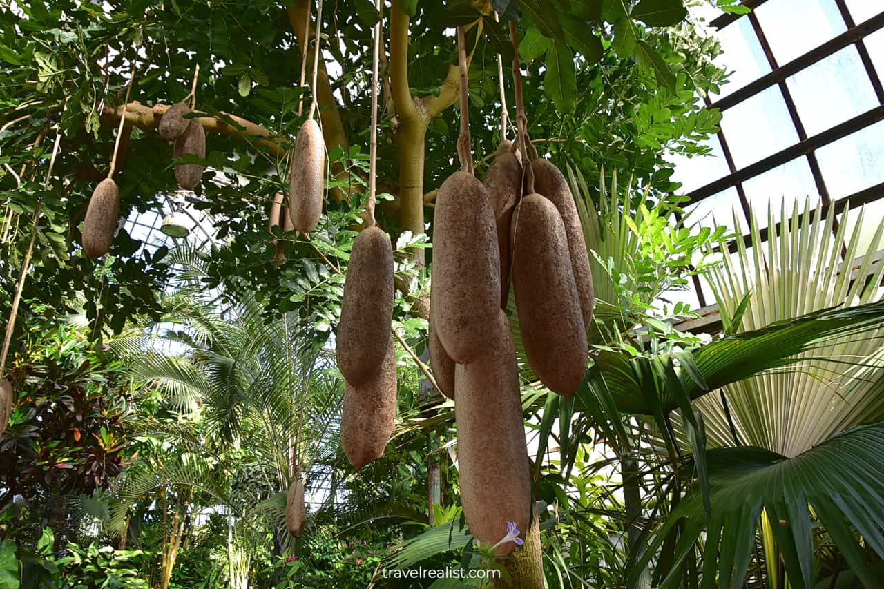 Sausage Tree in Lincoln Park Conservatory, Chicago, Illinois, US