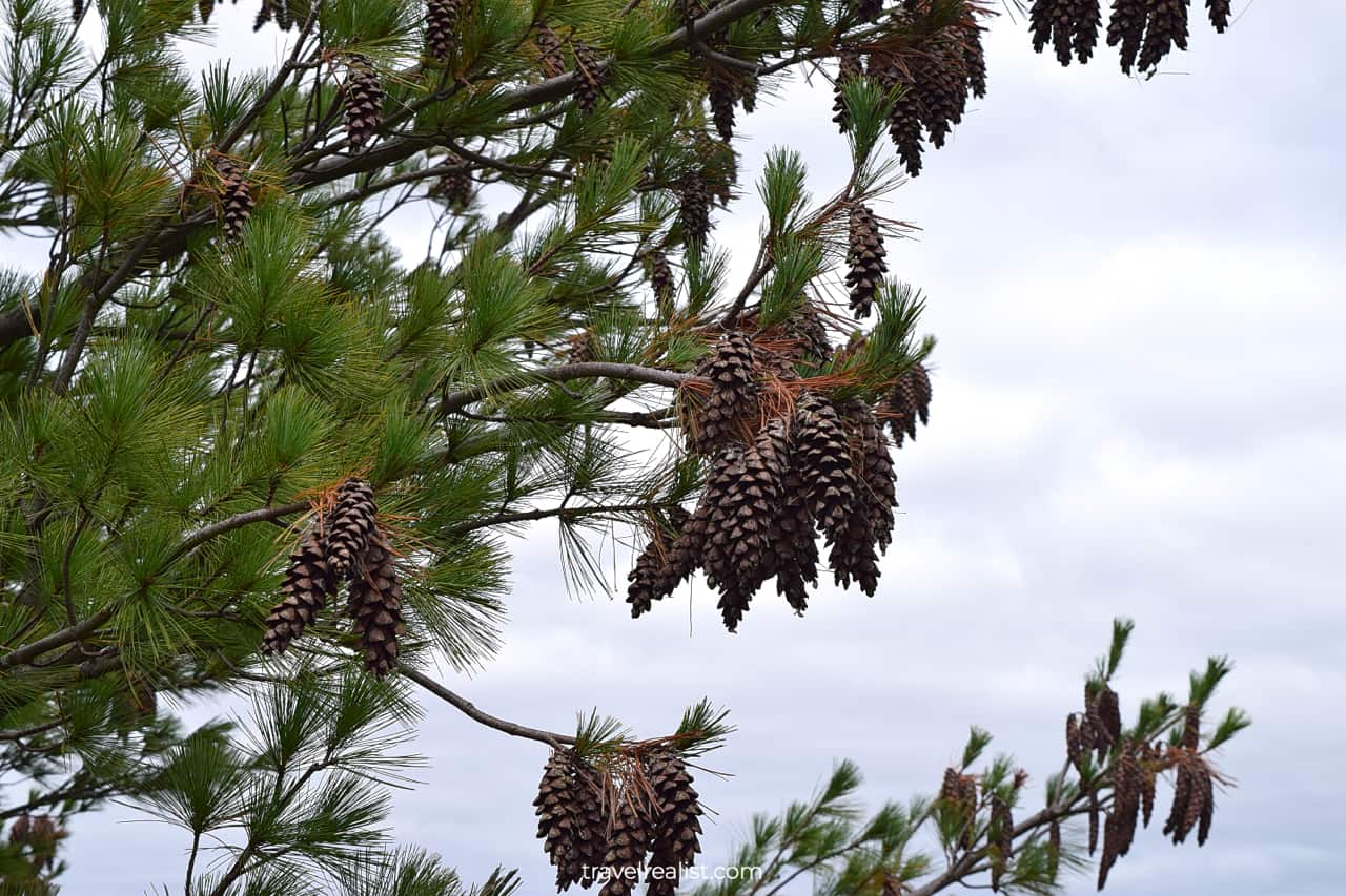Pine cones in Starved Rock State Park, Illinois, US
