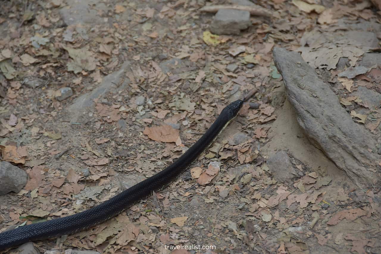 Black racer snake in Delaware Water Gap National Recreation Area, Pennsylvania, New Jersey, US
