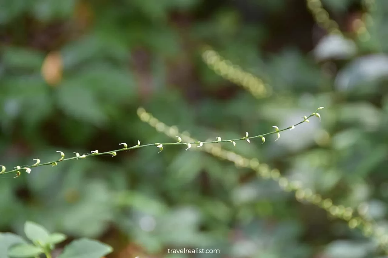 Virginia Knotweed in Delaware Water Gap National Recreation Area, Pennsylvania, New Jersey, US