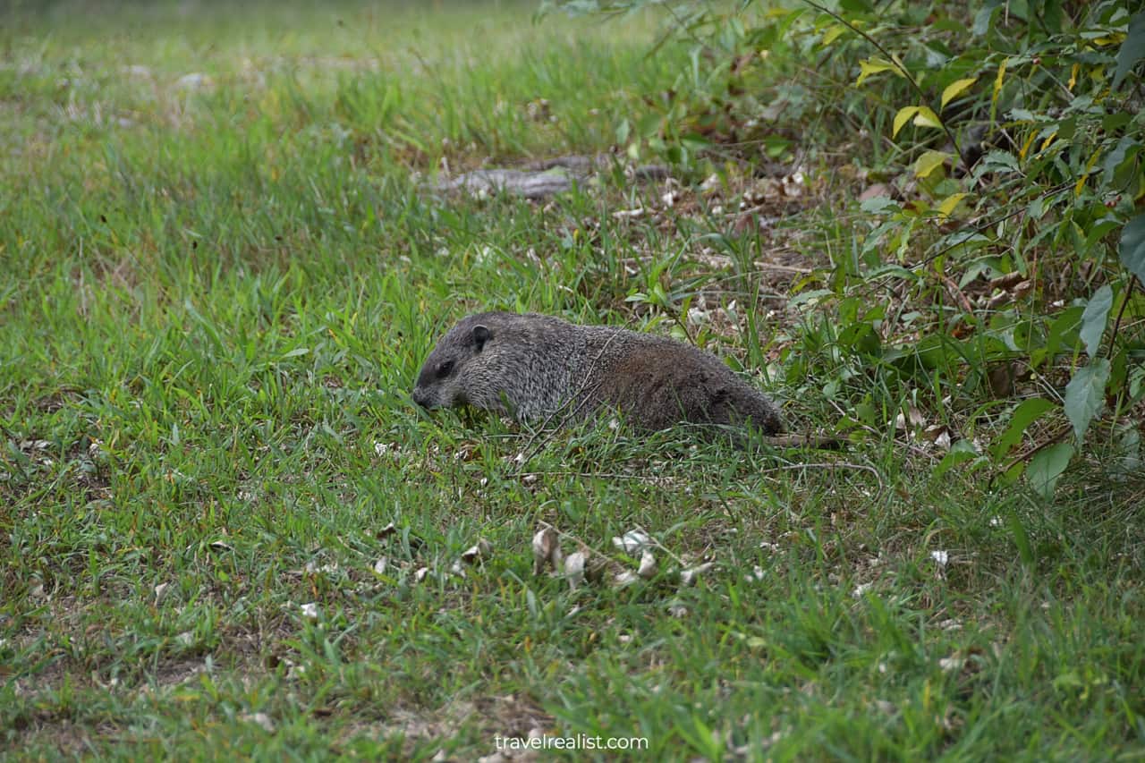 Groundhog in Waterloo Village Historic Site, New Jersey, US