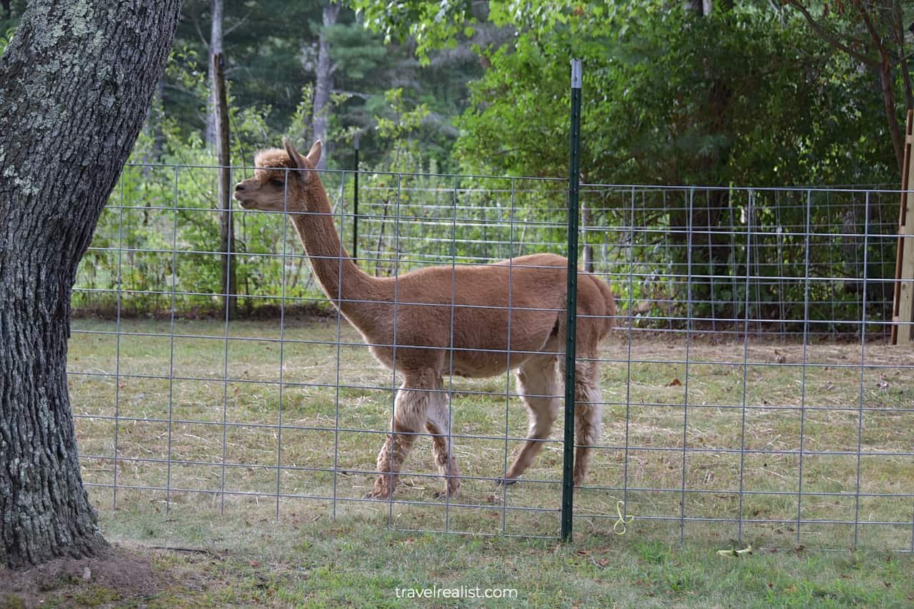 Alpaca behind fence in Waterloo Village Historic Site, New Jersey, US