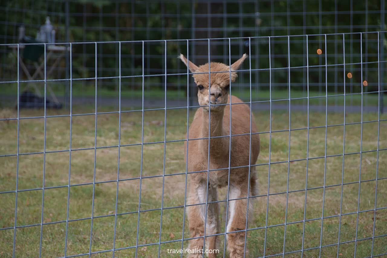 Alpaca on farm in Waterloo Village Historic Site, New Jersey, US