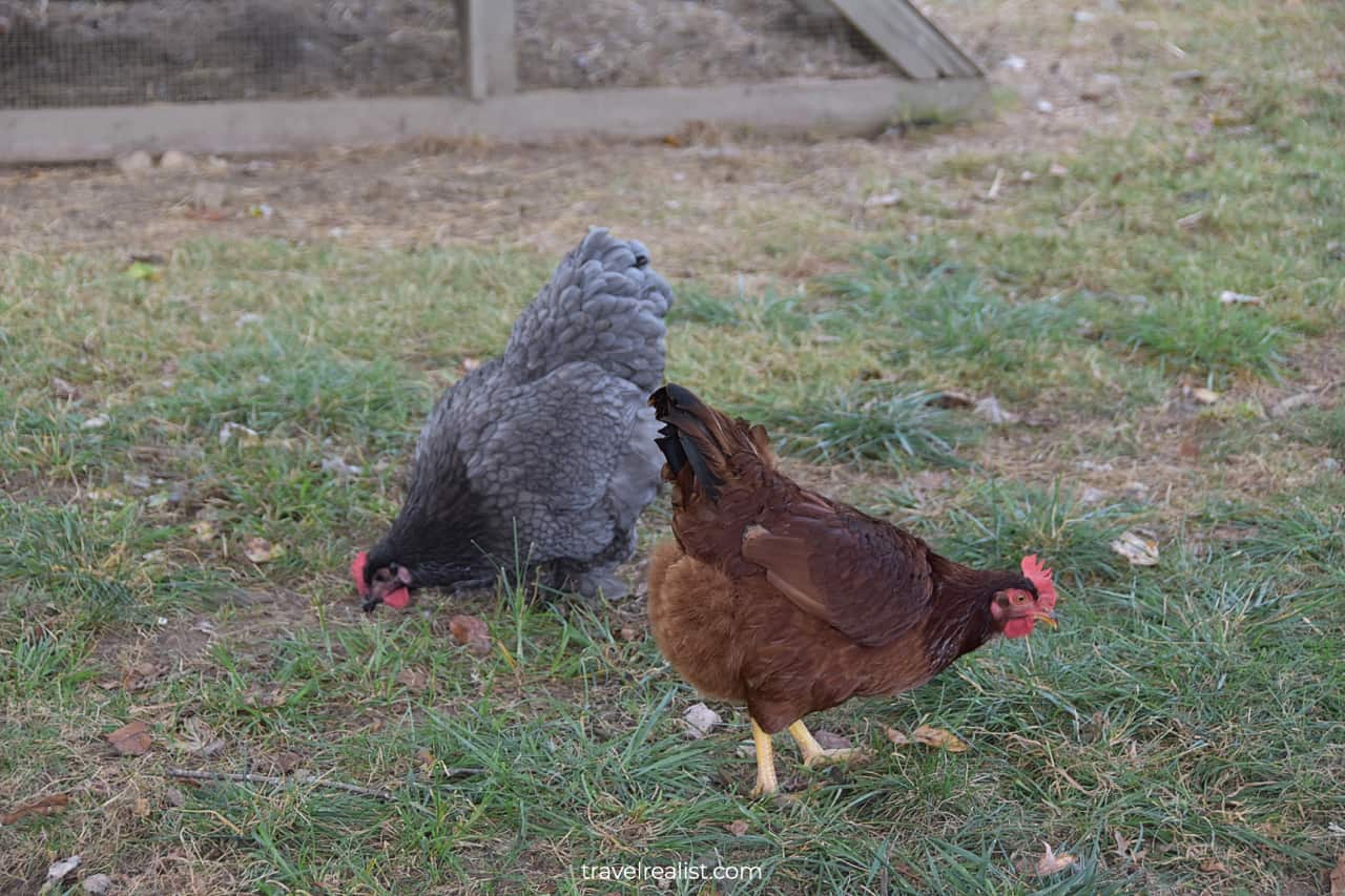 Chickens on farm in Waterloo Village Historic Site, New Jersey, US