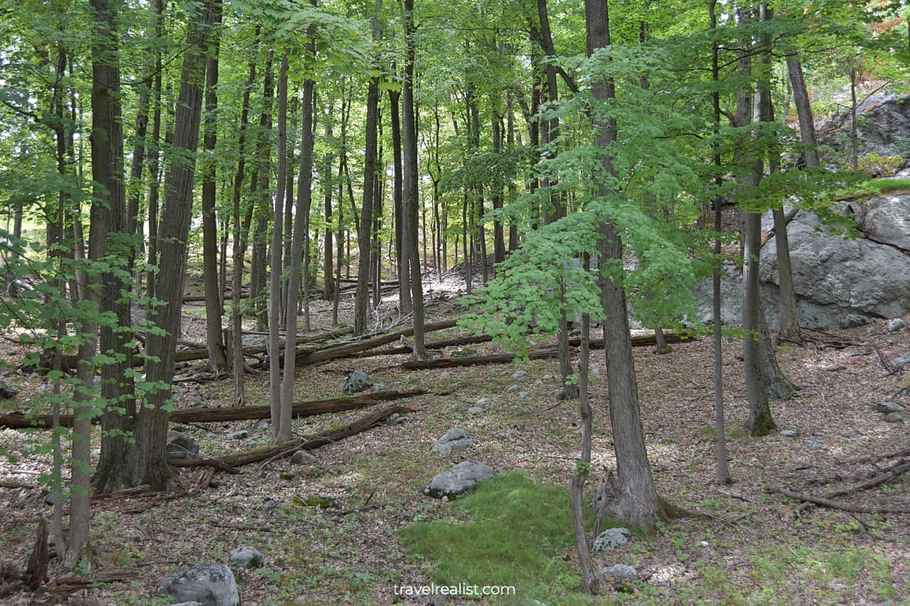 Trees and boulders in Bear Mountain State Park, New York, US