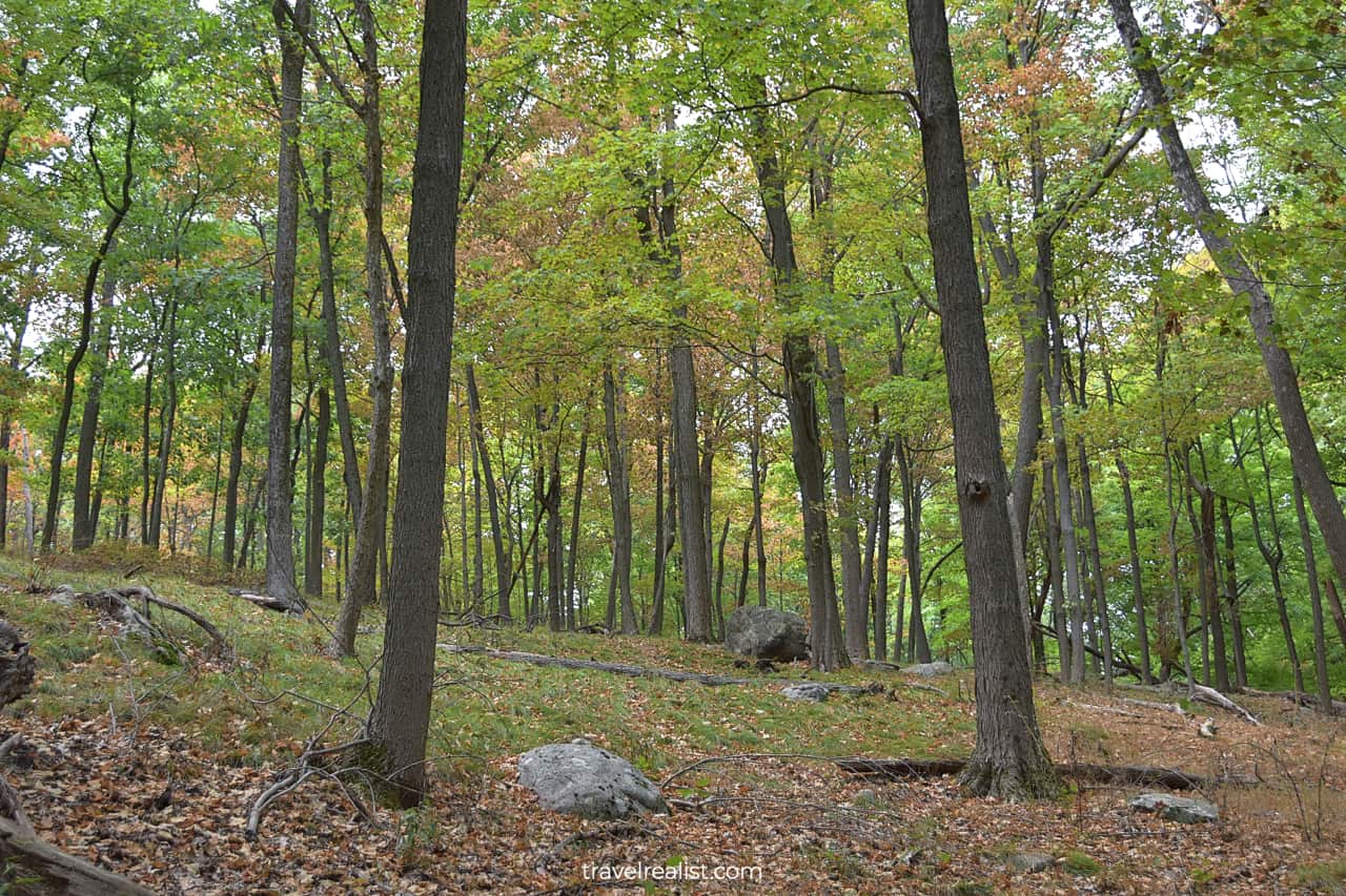 Fall forest in Bear Mountain State Park, New York, US