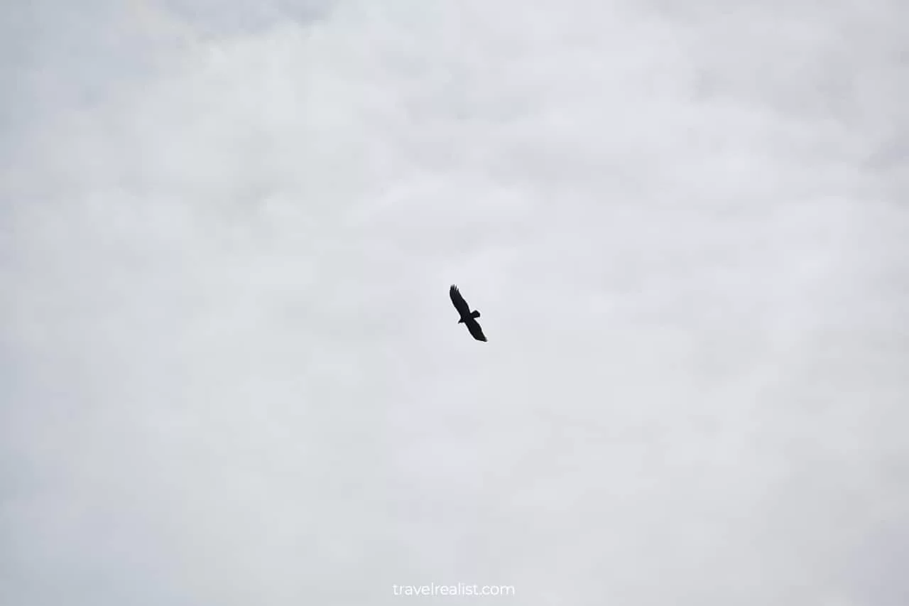 Vulture flying over Bear Mountain State Park, New York, US